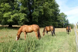 Three horses grazing peacefully in a sunlit field surrounded by dense green foliage. jigsaw puzzle