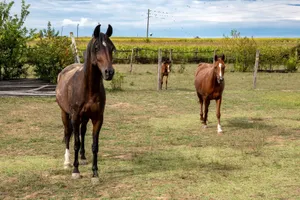 Three horses standing in a grassy field in Garešnica, Croatia. jigsaw puzzle