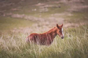 A wild pony grazing in the lush fields of Libanus, Wales, captured on a serene day. jigsaw puzzle