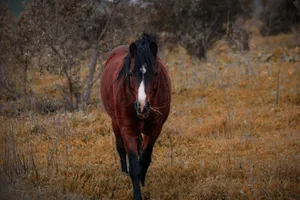 A stunning brown horse grazes peacefully in an autumn meadow, surrounded by golden foliage. jigsaw puzzle