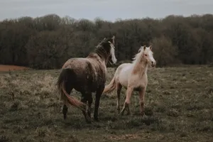 Palomino Welara pony with dapple gray horse standing on green grassy meadow near lush forest on cloudy autumn day jigsaw puzzle