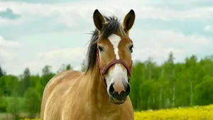 Close-up of a beautiful brown horse standing in a lush green spring meadow. jigsaw puzzle