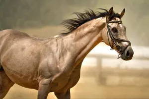 A powerful side view of a horse in motion, showcasing its strength and grace. jigsaw puzzle