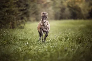 A young foal joyfully runs through a vibrant green meadow, showcasing rural charm. jigsaw puzzle
