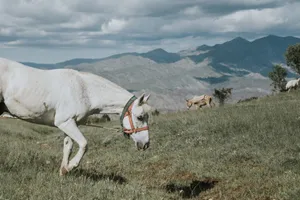 A serene white horse grazes in a lush green field with majestic mountains in the background under a cloudy sky. jigsaw puzzle