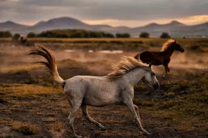 Majestic wild horses galloping freely in the open field at sunset with mountains in the backdrop. jigsaw puzzle