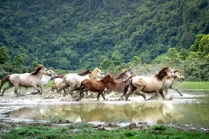 A herd of wild horses gallop through the water, set against lush, green forest scenery. jigsaw puzzle