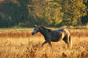 A dapple gray horse standing in a sunlit field during the golden hour, evoking rural serenity. jigsaw puzzle