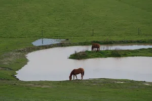 Two horses grazing near a calm pond in a lush green landscape. jigsaw puzzle