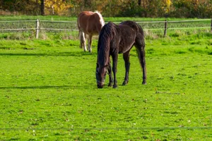 Two horses grazing peacefully on a lush green field during a sunny day. jigsaw puzzle