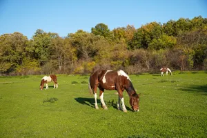 Horses grazing on a vibrant green meadow with autumn foliage in Čukarka, Serbia. jigsaw puzzle