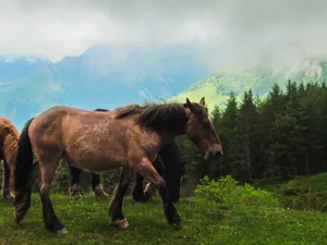 Beautiful horses roam in a lush mountain landscape under a cloudy sky, surrounded by nature. jigsaw puzzle