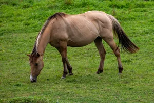 A brown horse peacefully grazing in a lush green meadow during summer. jigsaw puzzle