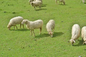 Sheep peacefully grazing in vibrant green countryside. Perfect for rural and agricultural themes. jigsaw puzzle