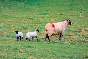 A sheep and two lambs grazing in a vibrant green meadow, showcasing rural farm life. jigsaw puzzle