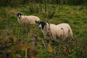 Photograph of two black-faced sheep grazing in a grassy field, perfect for nature-themed projects. jigsaw puzzle