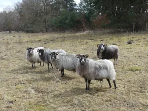 Flock of sheep standing and grazing in an open, grassy field surrounded by trees. jigsaw puzzle