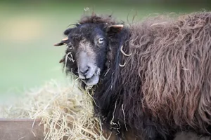 A close-up portrait of a black Ouessant sheep munching on hay in a rural outdoor setting. jigsaw puzzle
