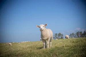 Texel sheep standing in sunny grassy field with blue sky. Perfect rural summer scene. jigsaw puzzle