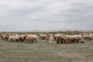 A peaceful scene of sheep grazing in a field beneath a cloudy sky, showcasing serene pastoral life. jigsaw puzzle