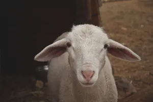 A cute young lamb looking directly at the camera in a rustic outdoor setting, South Africa. jigsaw puzzle
