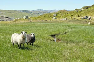 Two sheep grazing peacefully in a lush green highland pasture with rocky hills in the background. jigsaw puzzle