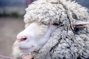 Detailed close-up of a fluffy Merino sheep with curly wool in a natural setting. jigsaw puzzle