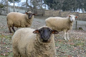 Three sheep grazing on a frosty countryside field during winter. jigsaw puzzle