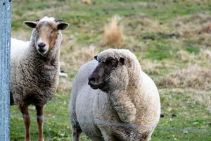 Two Shropshire sheep standing in a green pasture, showcasing their natural habitat. jigsaw puzzle