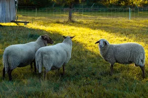 Three sheep grazing in a sunlit field, perfect rural countryside setting. jigsaw puzzle