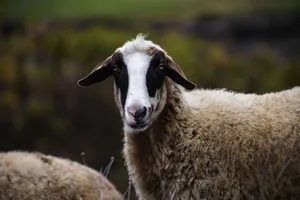 A detailed close-up of a sheep in its natural outdoor habitat. jigsaw puzzle