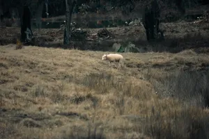 A lone sheep grazing on a vast, grassy field surrounded by trees in a rural setting. jigsaw puzzle