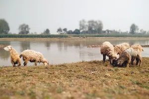 A peaceful scene of sheep grazing by a calm river with a lush background. jigsaw puzzle