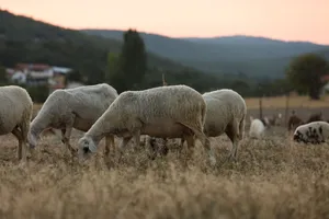A peaceful scene of sheep grazing in a rural pasture at sunset. jigsaw puzzle