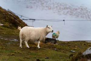 Sheep grazing peacefully on a wet hillside with misty background. jigsaw puzzle
