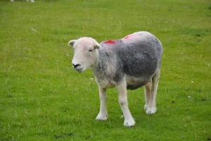 A lone sheep with distinctive markings stands on a vibrant green grass field on a clear day. jigsaw puzzle