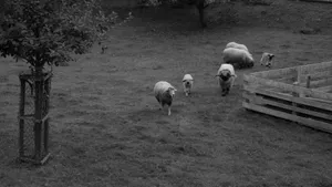 A serene monochrome image of sheep grazing in a fenced pasture area. jigsaw puzzle