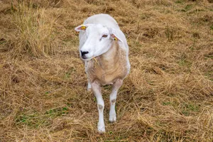 A lone sheep grazing in a dry, grassy field, captured in a natural setting with a warm, earthy tone. jigsaw puzzle