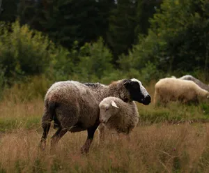A serene rural scene of sheep grazing in a verdant field, capturing pastoral beauty. jigsaw puzzle