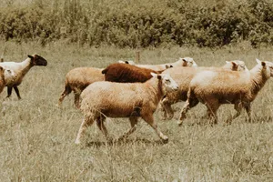 A group of sheep grazing in a lush green pasture under the daylight, highlighting rural farm life. jigsaw puzzle