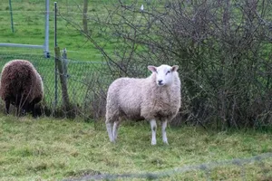 A serene view of sheep grazing in a rural field in Malden, Netherlands. jigsaw puzzle