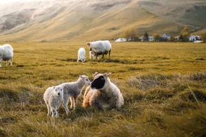 Grazing sheep in a serene Icelandic landscape near Reykjavík during daytime. jigsaw puzzle