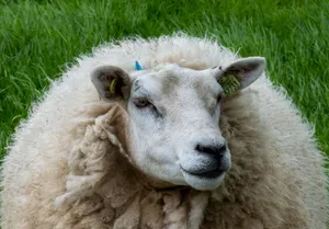 A detailed close-up of a white sheep on a lush green grassy farm. jigsaw puzzle
