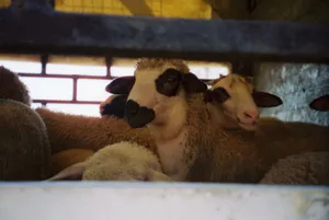 A group of sheep resting indoors, captured in a barn setting. jigsaw puzzle