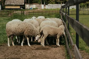 A group of sheep gathered in a farm paddock, ideal for agricultural imagery. jigsaw puzzle