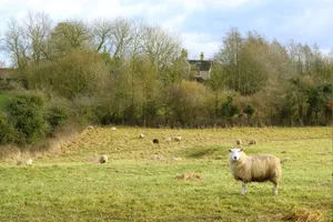 Tranquil rural landscape featuring a flock of sheep grazing in a grassy field with a farmhouse in the background. jigsaw puzzle