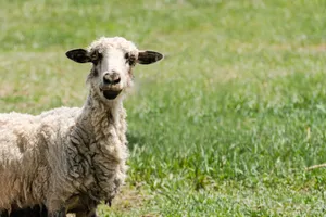 A sheep standing in a sunlit green pasture, showcasing its fluffy wool. jigsaw puzzle