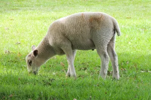 A lone sheep grazing in a lush green field on a sunny day, showcasing serene nature. jigsaw puzzle