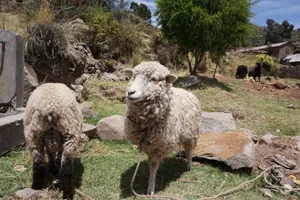 Rustic scene of sheep grazing in Puno, Peru, showing rural Andean landscape. jigsaw puzzle