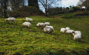 Herd of wild sheep pasturing on grassy meadow with trees under clear sky jigsaw puzzle